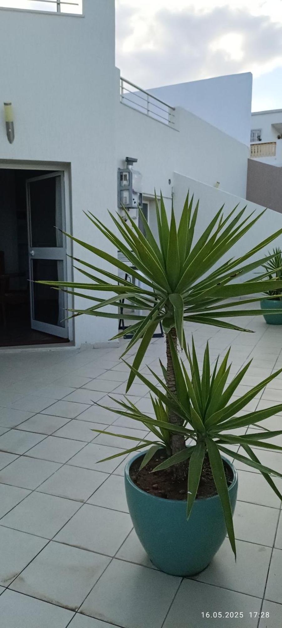 Residence Debbabi Sans Coupure D'Eau モナスティル 部屋 写真